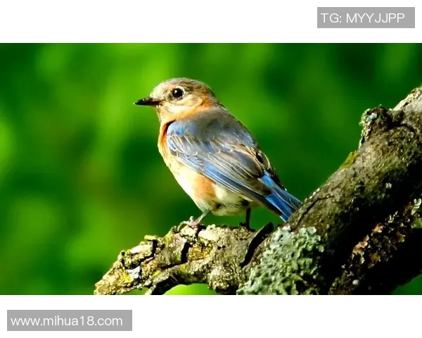 小鸟球的奇妙冒险：探索自然与友谊的美好旅程
